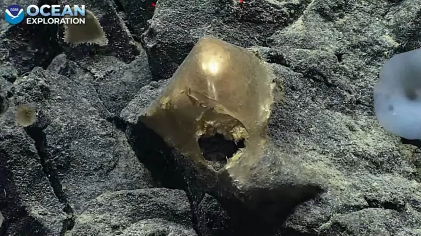 В водах Аляски найдено загадочное «золотое яйцо». «Золотое яйцо», найденное в водах недалеко от Аляски. Фото.