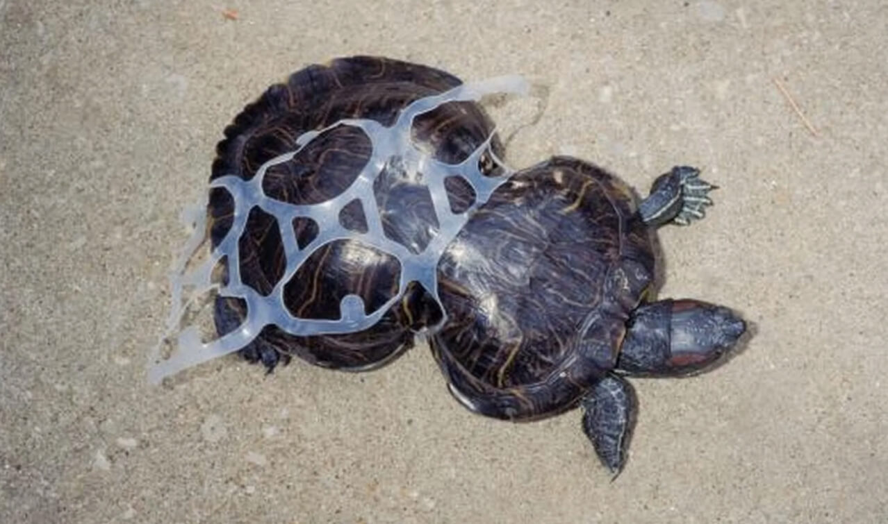 Самое грязное место в Мировом океане. Черепаха, застрявшая в пластиковом мусоре. Фото.