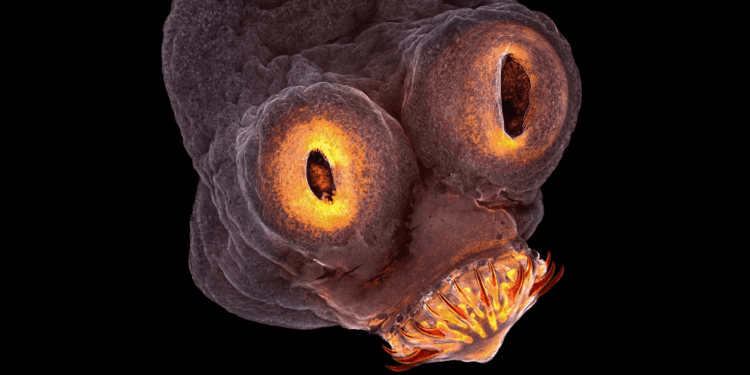Мир паразитов. Плоские черви (platyhelminths) – к ним относятся трематоды (двуустки) и цестоды (ленточные черви). Перед вами солитер — на фото показана передняя часть его тела: глаза (две присоски), еще две находятся на другой стороне головы. Фото.