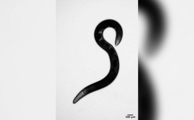 Эти черви умеют отращивать три вида рта и заниматься каннибализмом. Фото.