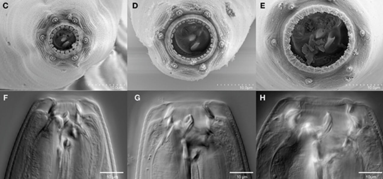 Каннибализм в животном мире. Три вида рта, которые отращивают черви Allodiplogaster sudhausi. Фото.