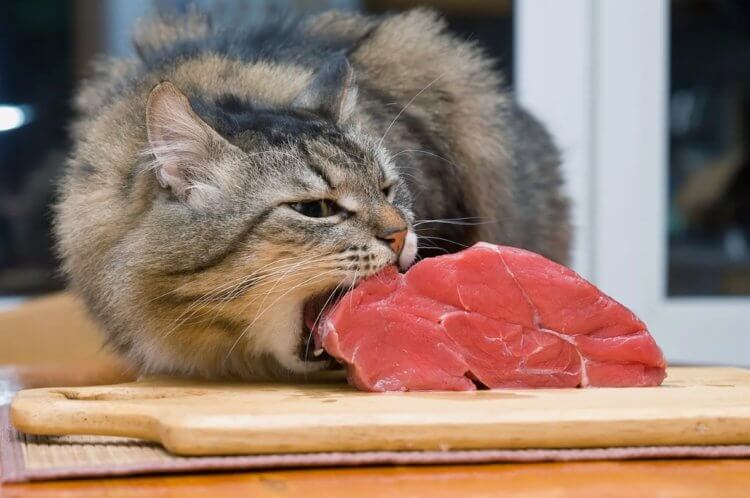 Какие продукты нельзя давать кошкам и что будет, если они их съедят -  Hi-News.ru