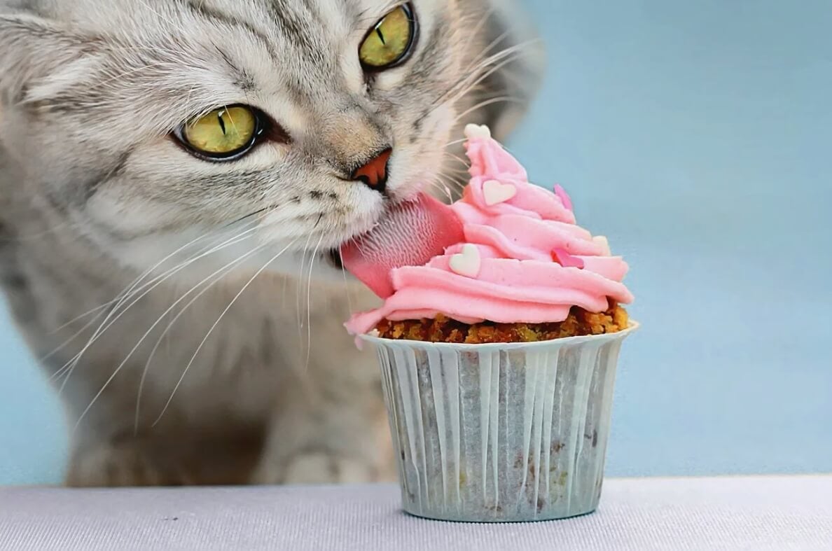 Можно ли давать кошкам сладости. Подсластитель ксилит очень опасен для здоровья кошек. Фото.