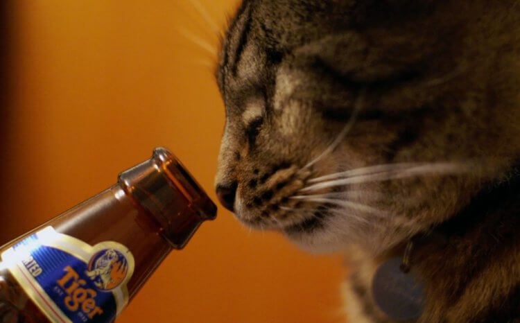 Можно ли давать кошкам алкоголь. Алкоголь для кошек точно противопоказан. Фото.