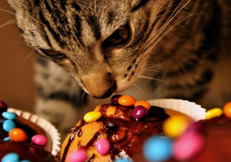 Опасность для кошек: что происходит, если они съедят шоколад?
