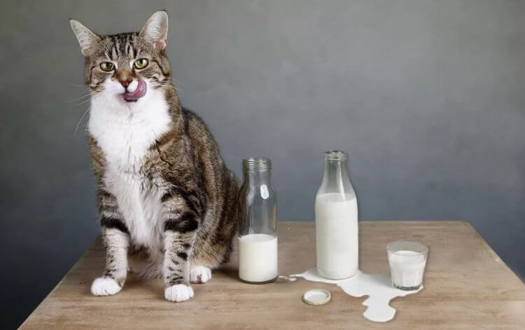 Можно ли давать кошкам молоко. Некоторые кошки не переносят лактозу, поэтому с этим продуктом нужно быть предельно осторожными. Фото.