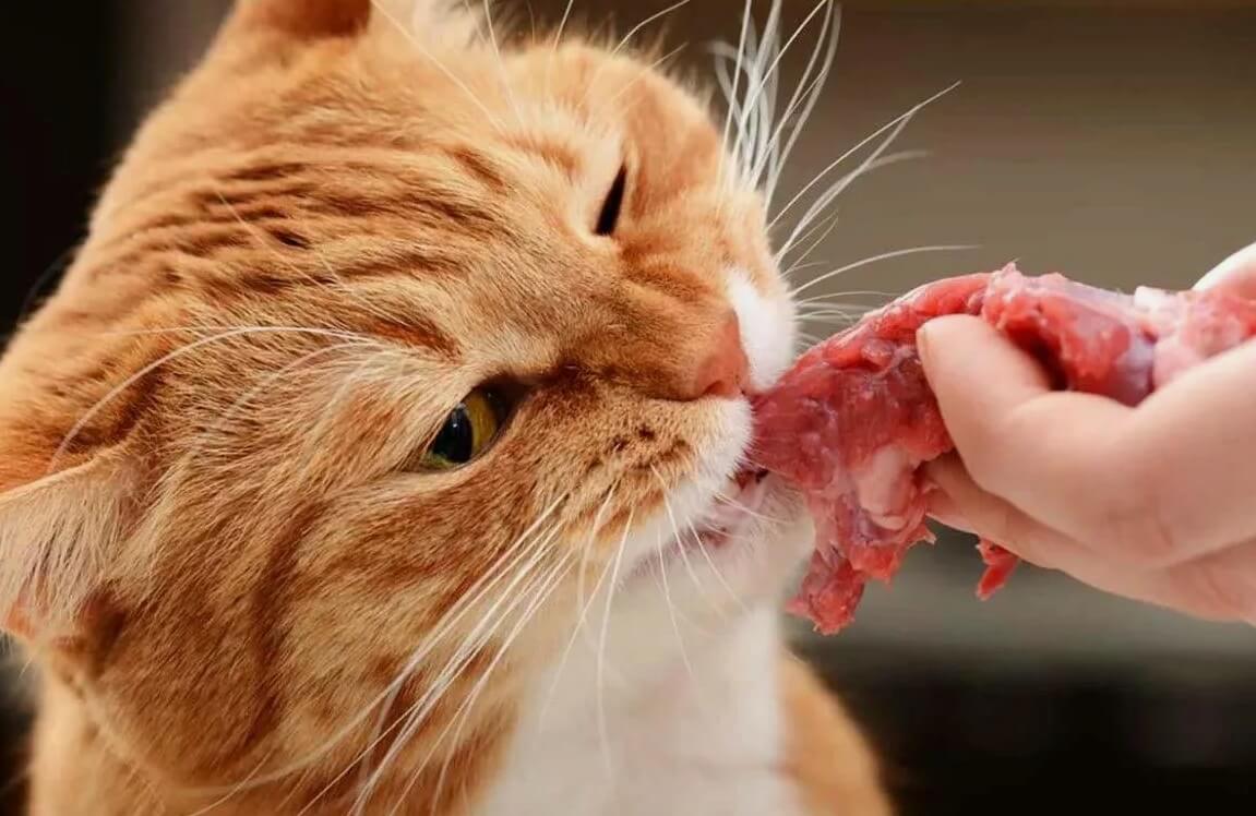 Можно ли давать кошкам сырое мясо. В сыром мясе могут быть болезнетворные бактерии и паразиты, так что этот продукт лучше давать в приготовленном виде. Фото.