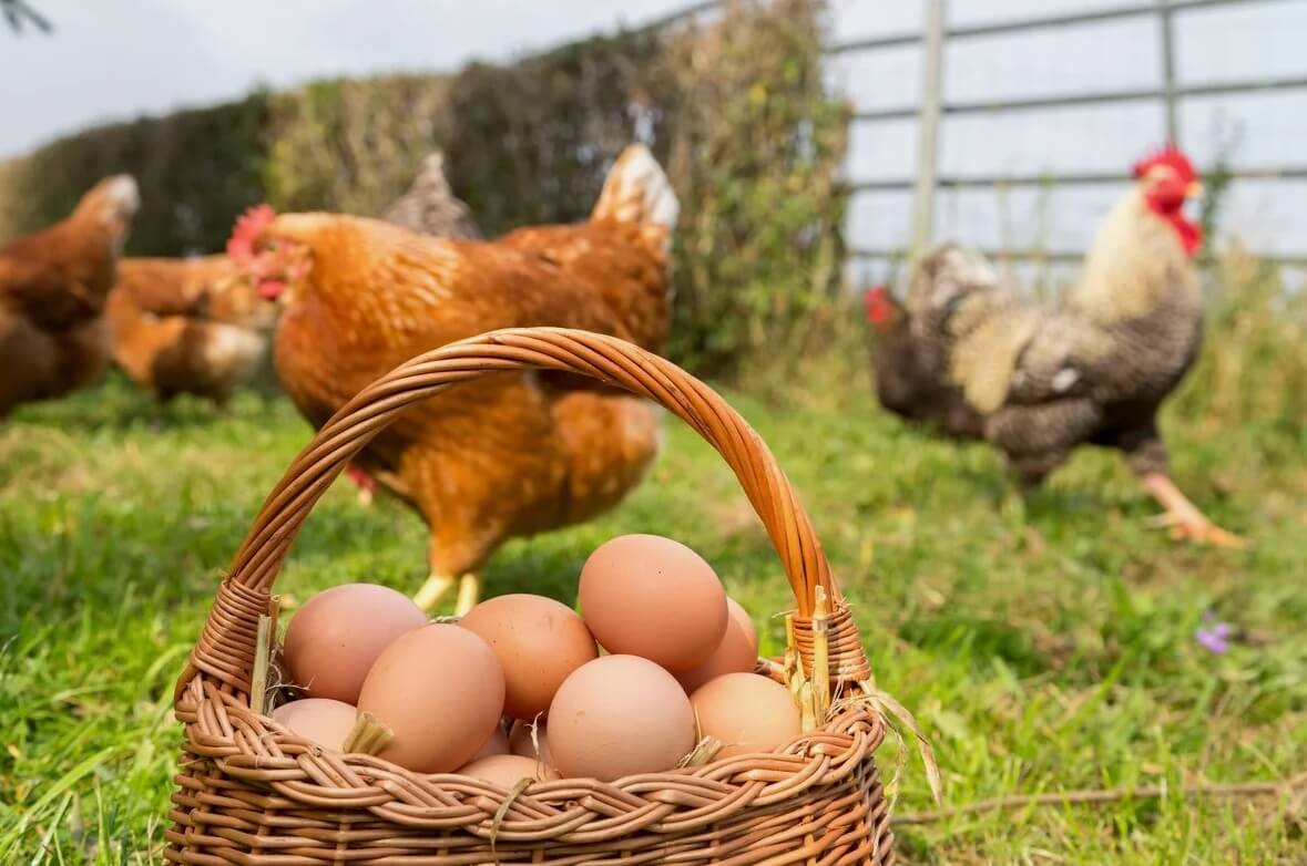 Темные пятна на яичном белке и желтке. Лучше всего яйца покупать у проверенных людей, которые следят за здоровьем своих куриц. Фото.