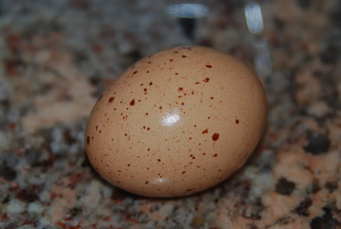 Темные пятна на скорлупе куриных яиц. Считается, что крапчатые яйца ничем не хуже остальных. Фото.