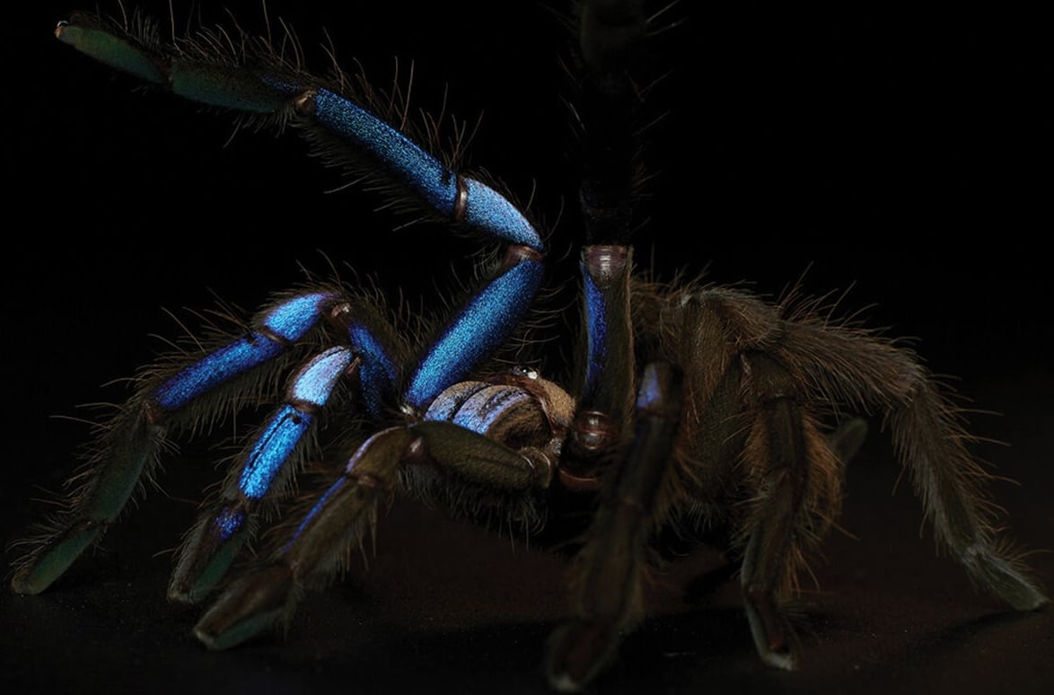 Почему пауки находятся на грани исчезновения. На этом изображении новый для науки паук показан красивее всего. Фото.