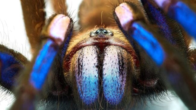В Таиланде живут пауки, которые «светятся электричеством». Фото.