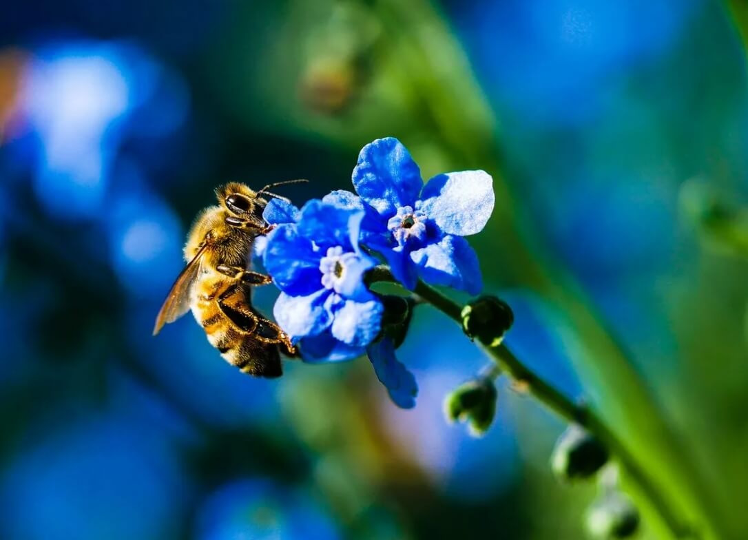 Почему синий цвет редкий в природе. Некоторые растения распускают синие цветы, чтобы быть заметнее для пчел. Фото.