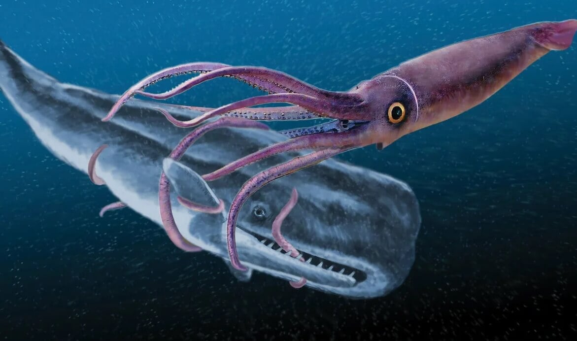 Почему в мире не существуют великаны. На дне морей и океанов существуют кальмары длиной до 14 метров. Фото.