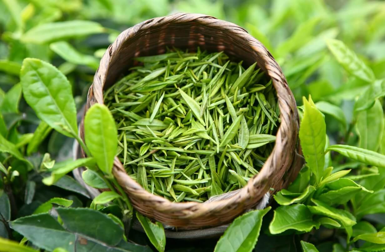 Подборка фактов о зеленом чае: насколько он полезен и как его правильно заваривать. Зеленый чай может принести огромную пользу здоровью, но его нужно пить правильно. Фото.