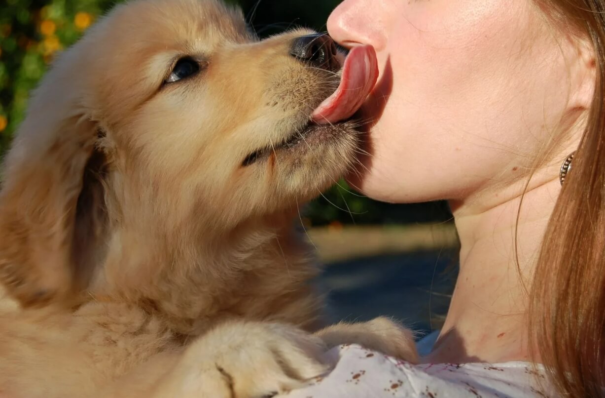 Какие болезни переносят собаки и кошки. Собачьи «поцелуи» могут быть опасными для человеческого здоровья. Фото.