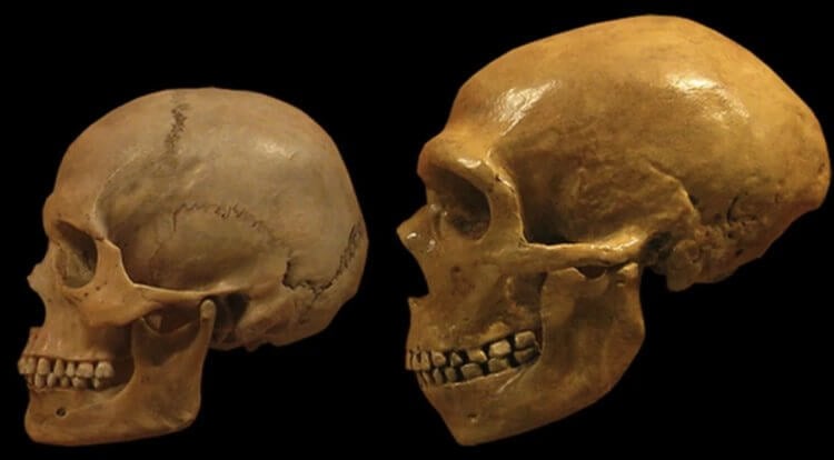 Изучение останков древних людей. По ранее необъяснимым причинам, ученые находили очень мало скелетов возрастом от 950 000 до 650 000 лет. Фото.