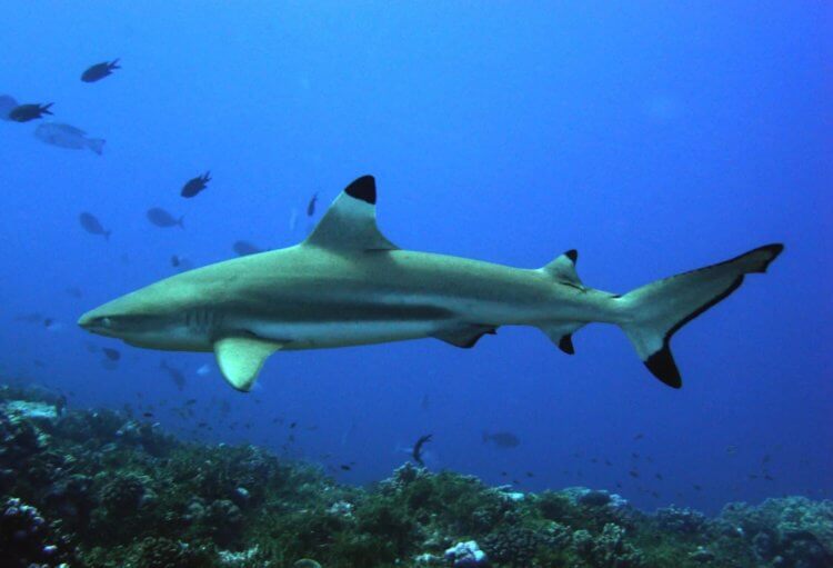 Что делают рыбы во время урагана. Черноперые акулы способны предчувствовать начало урагана и уплывать в безопасные места. Фото.