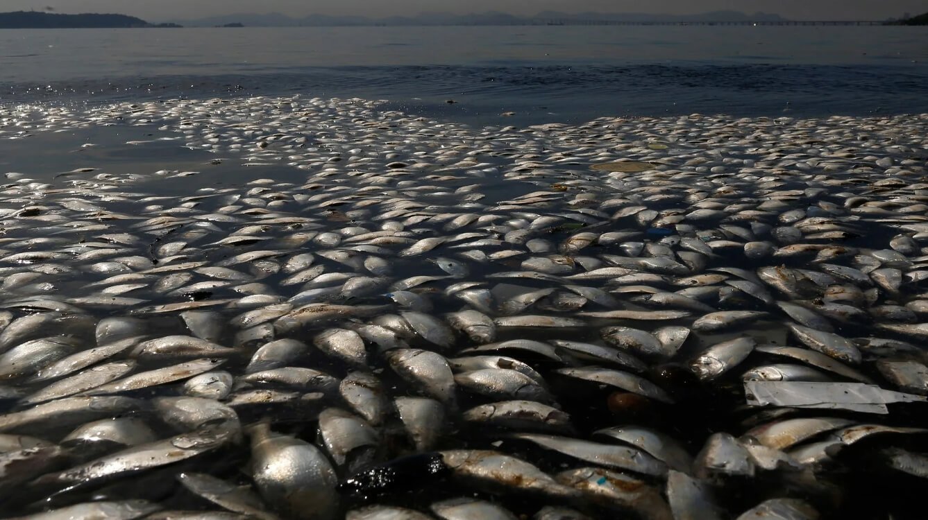 Как ураганы убивают рыб и вредят водорослям и кораллам. Иногда рыбы умирают из-за недостатка кислорода в воде. Фото.