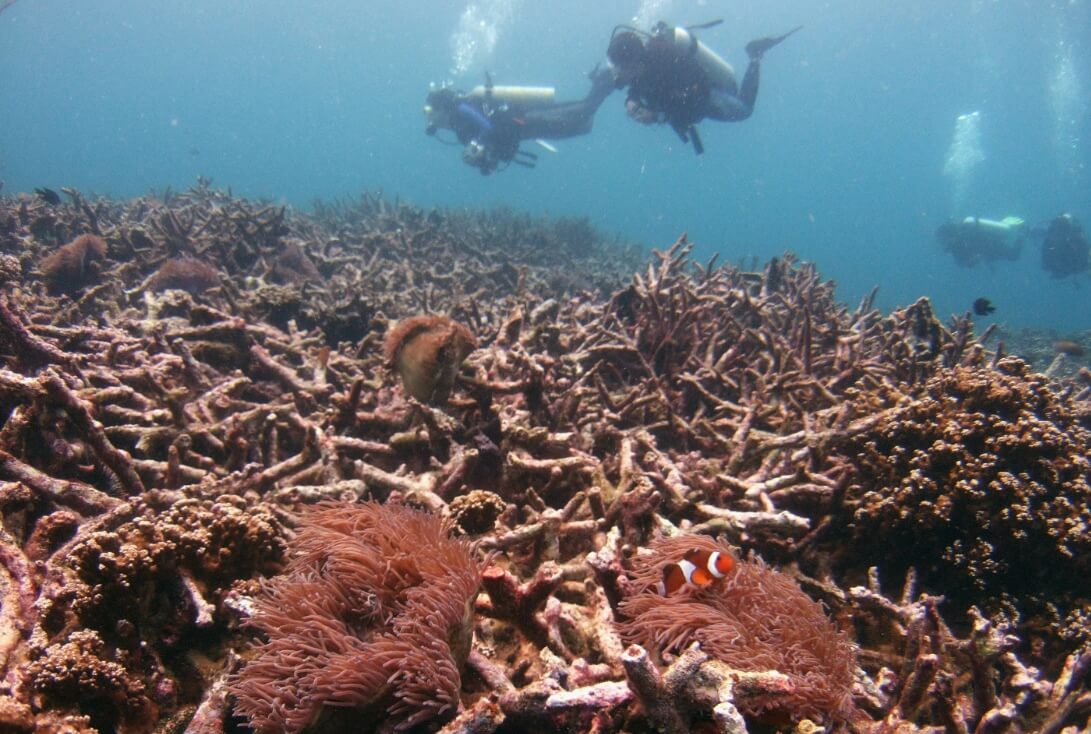 Как ураганы убивают рыб и вредят водорослям и кораллам. Ураганы также вредят водорослям и коралловым рифам. Фото.