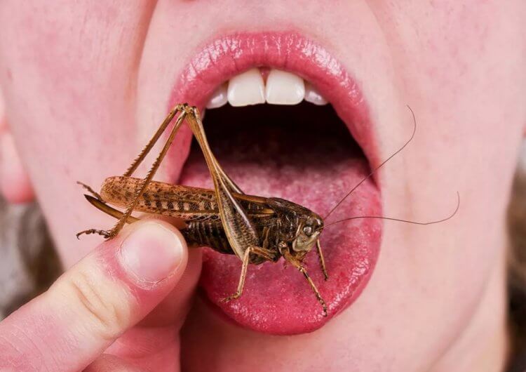 Еда из насекомых — вред или польза? В некоторых странах насекомые являются привычной едой уже многие тысячи лет. Фото.