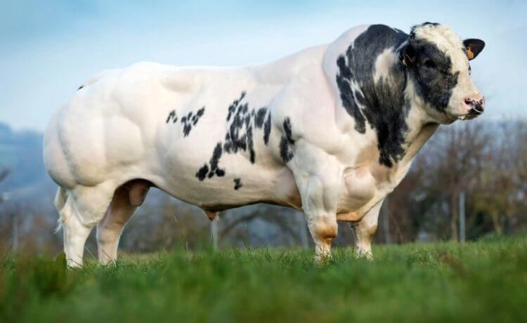 Бельгийская голубая корова. Бельгийские коровы появились в результате многолетней селекции. Фото.