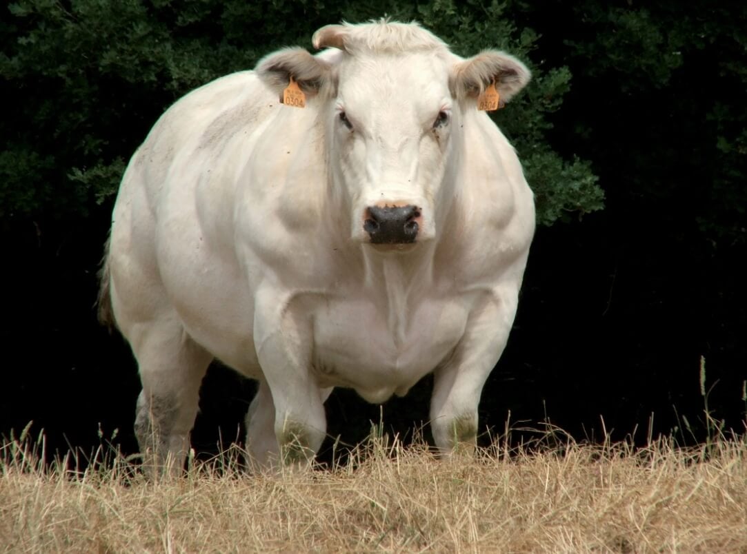 Бельгийская голубая корова. Из-за изменения пропорций тела, бельгийские коровы тяжело рожают — им приходится делать кесарево сечение. Фото.