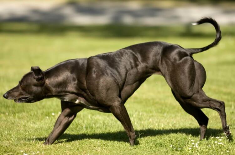 Самые сильные собаки в мире. Генетически модифицированные собаки могут пригодиться полицейским и военным. Фото.