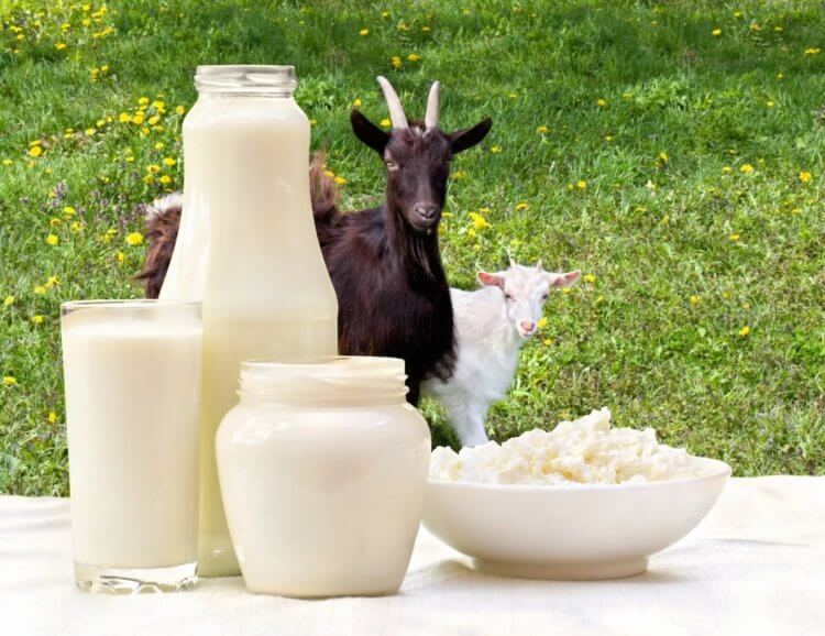 Козы дающие человеческое молоко. Одна из главных особенностей козьего молока — высокая усвояемость человеческим организмом. Фото.
