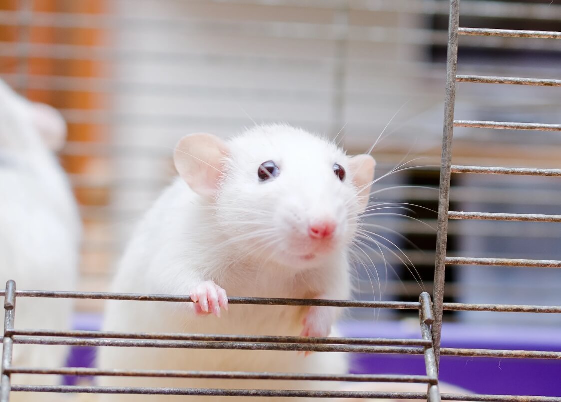 Ученые нашли лекарство от старости? Ученым удалось увеличить длительность жизни мышей при помощи генной инженерии. Фото.