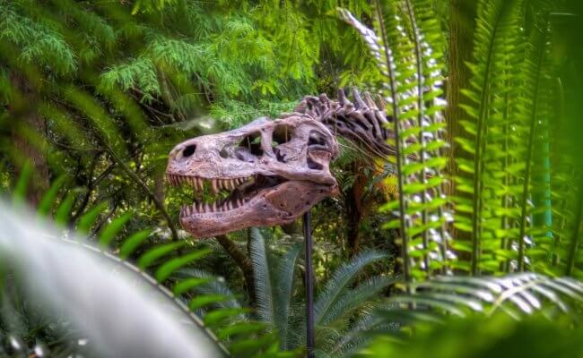Самое древнее растение пережило динозавров, но может исчезнуть из-за людей. Фото.