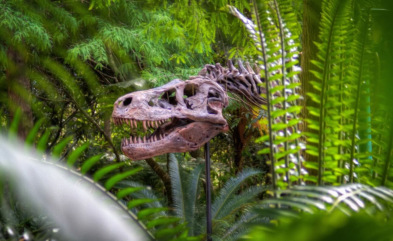Самое древнее растение пережило динозавров, но может исчезнуть из-за людей