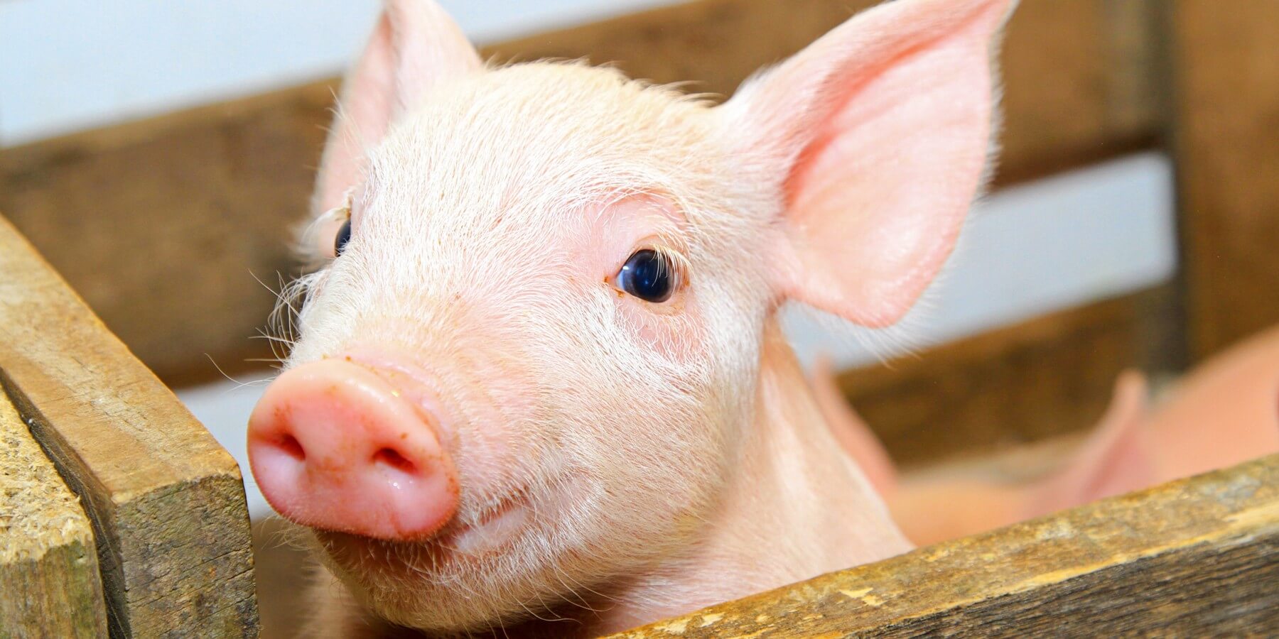 Что представляет собой аналог почки внутри свиного эмбриона? В 2019 году китайские ученые сообщили, что вывели породу свиней, чьи органы можно было бы без опаски пересаживать человеку. Фото.
