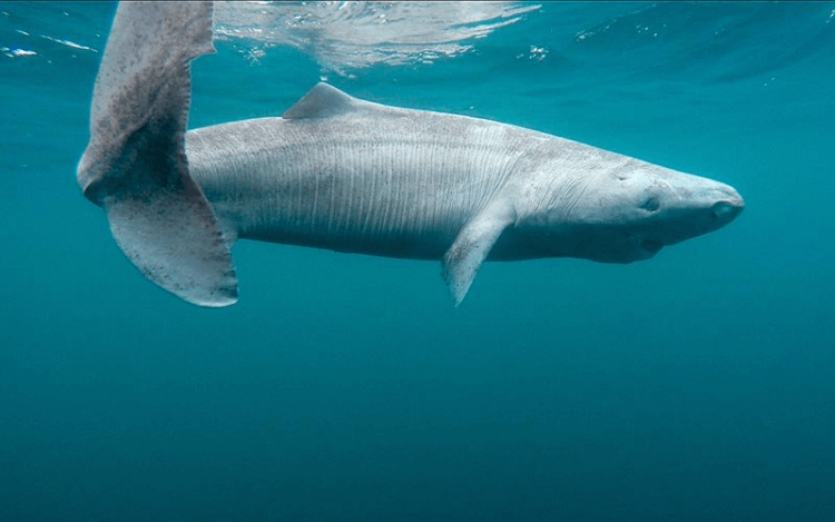 Древняя гренландская акула. Акула вырастает в длину более 6 метров. Фото.