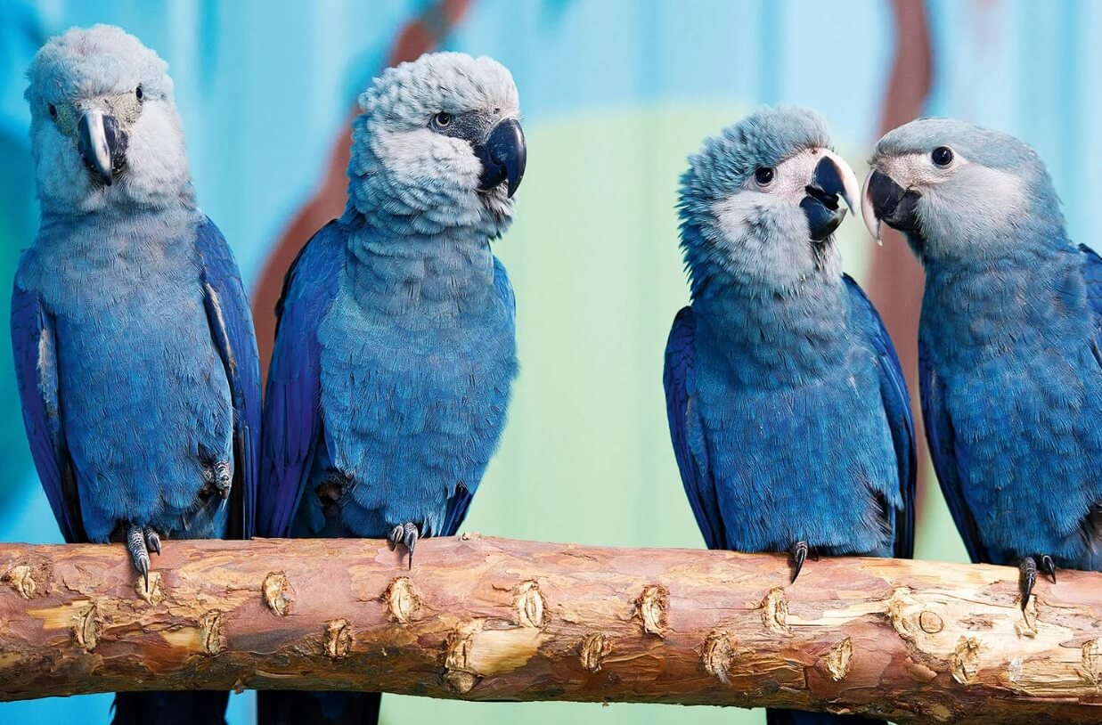 Голубой ара — самый дорогой попугай в мире. Голубой ара — один из самых редких и дорогих видов попугаев. Фото.