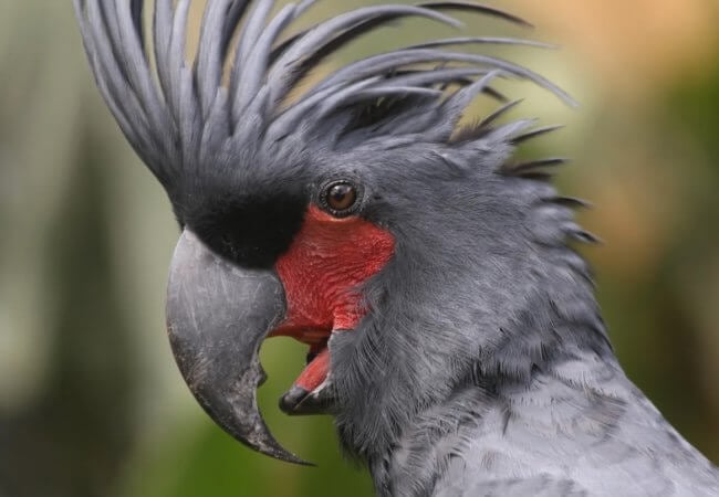 Подборка самых красивых и редких попугаев в мире — об их существовании некоторые даже не знают. Фото.