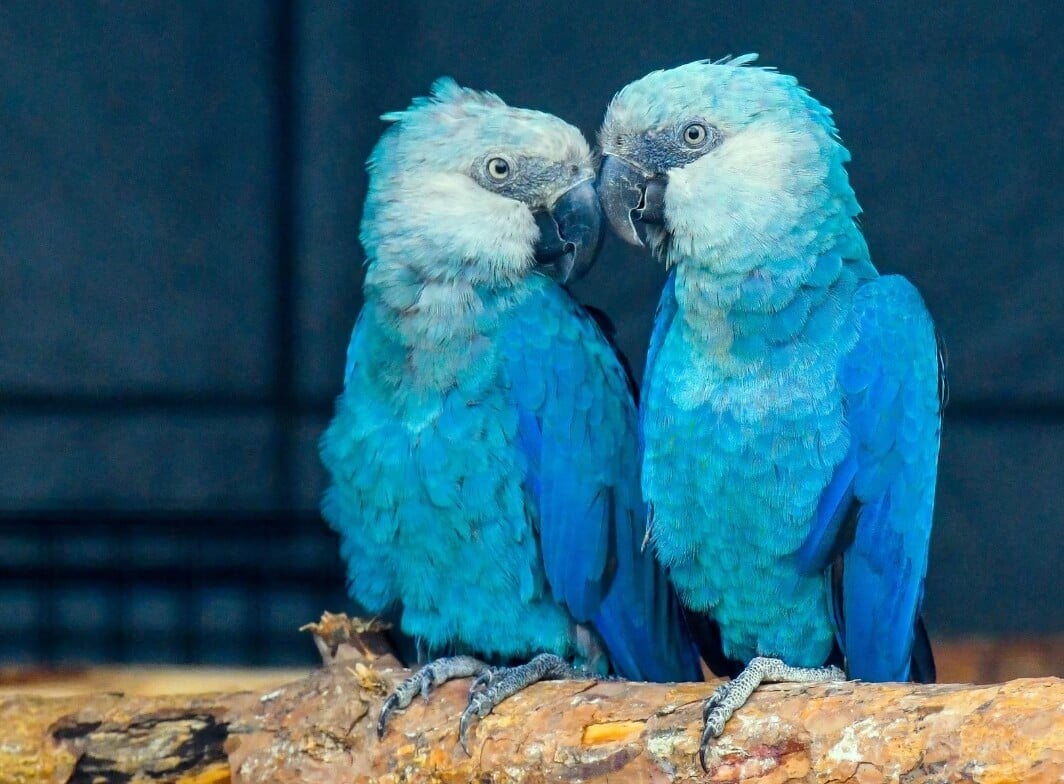Голубой ара — самый дорогой попугай в мире. Голубые ара были очень легкой добычей для браконьеров. Фото.