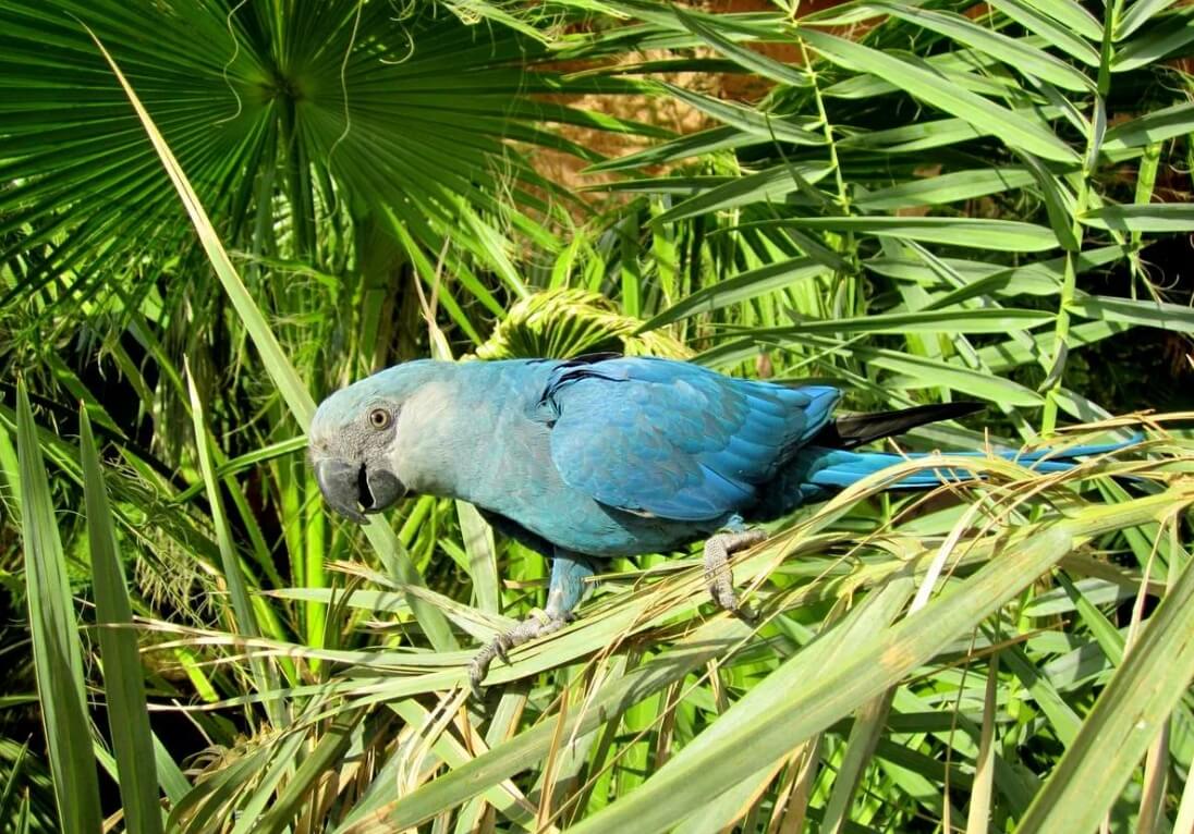 Голубой ара — самый дорогой попугай в мире. Попугай ара больше не встречается в дикой среде. Фото.