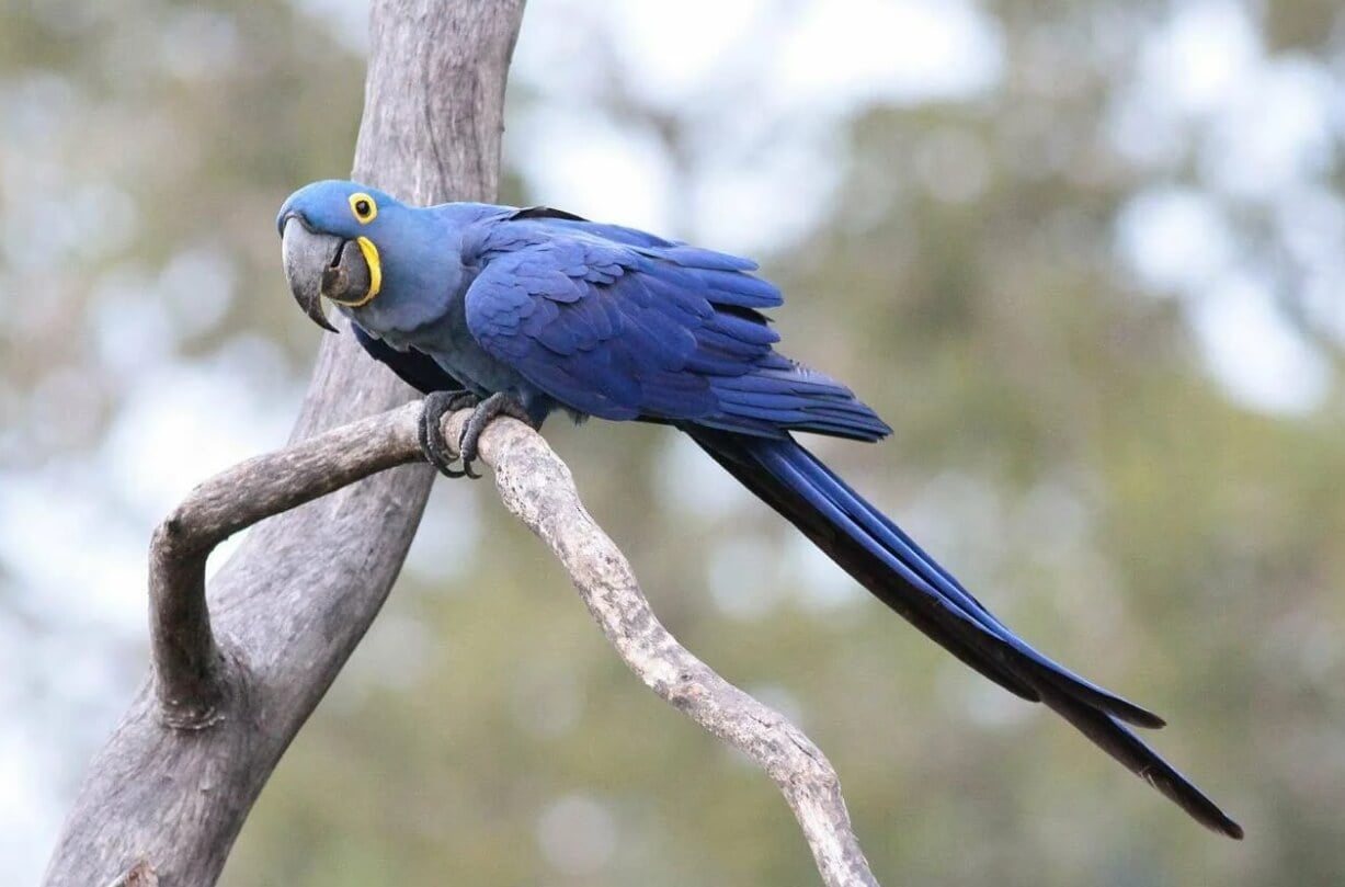Гиацинтовый ара — самый большой попугай на Земле. Гиацинтовый ара похож на голубого ара, но имеет более темное оперение и желтые пятна на голове. Фото.
