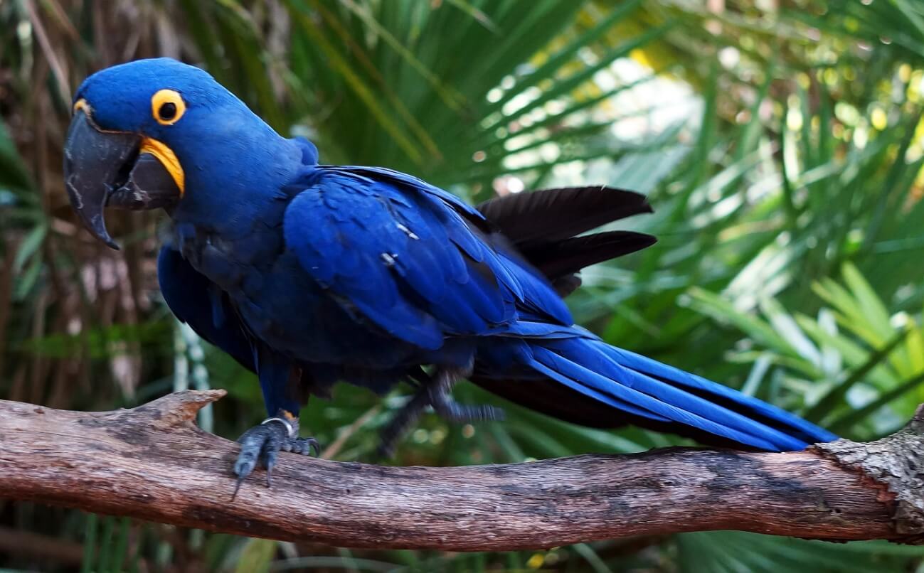 Гиацинтовый ара — самый большой попугай на Земле. В отличие от голубых ара, добраться до этих птиц довольно сложно. Фото.