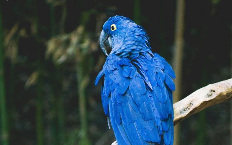 Гиацинтовый ара — самый большой попугай на Земле. Оперение гиацинтовых ара достойно восхищения. Фото.