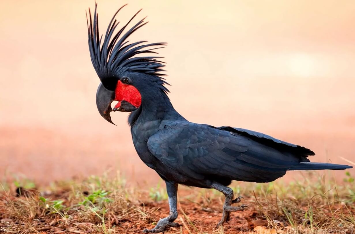 Черный какаду — самый первый попугай в Австралии. Черный какаду имеет внушительную массу тела, и встречается во многих регионах Австралии. Фото.