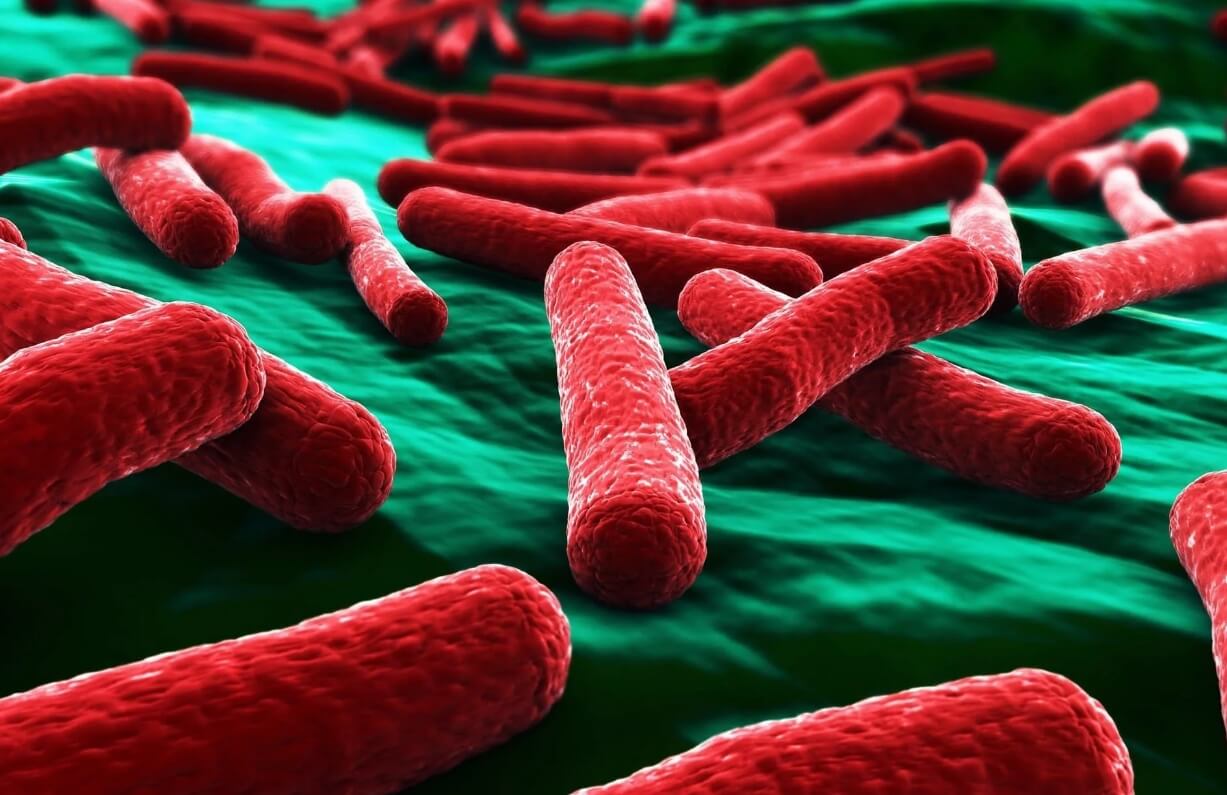 Какие бактерии живут на полотенцах. Кишечные палочки выглядят примерно так. Фото.