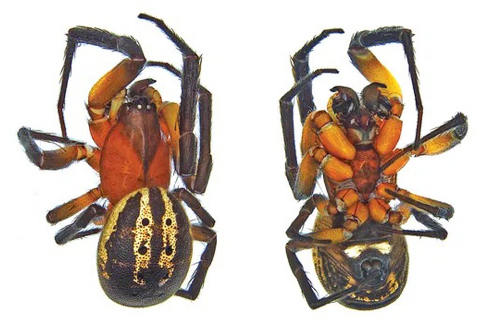 В Австралии открыт новый вид пауков — его назвали в честь жуткого злодея. Новый вид пауков Австралии получил название Venomius tomhardyi. Фото.