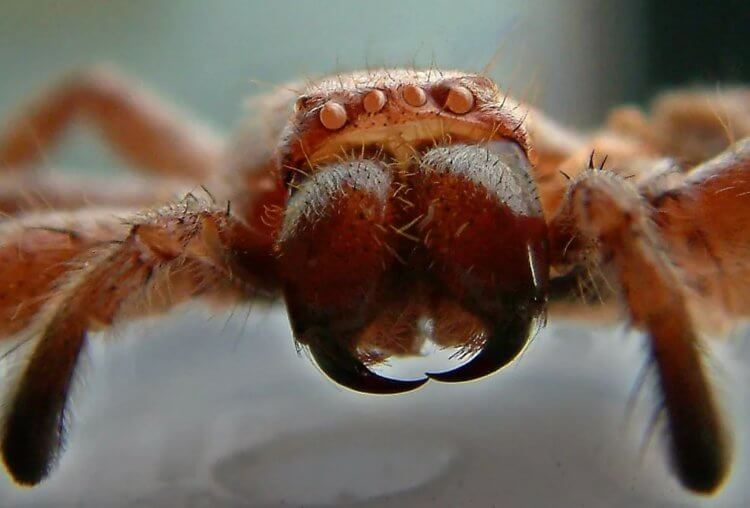 Животные названные в честь актеров. Хелицеры паука, через которые при укусе выделяется яд. Фото.