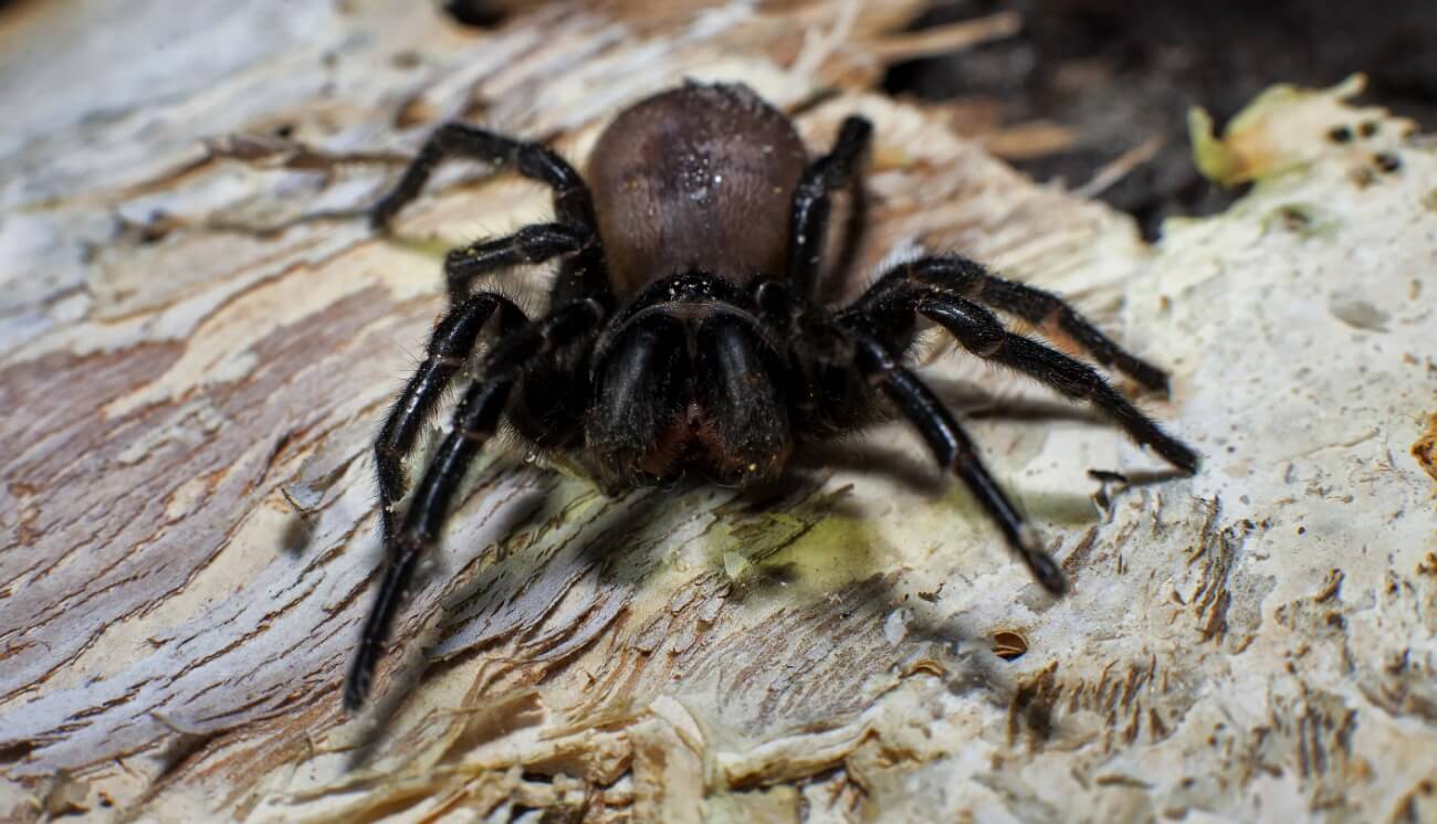 Самые ядовитые пауки Австралии. Воронковый паук Atrax robustus. Фото.