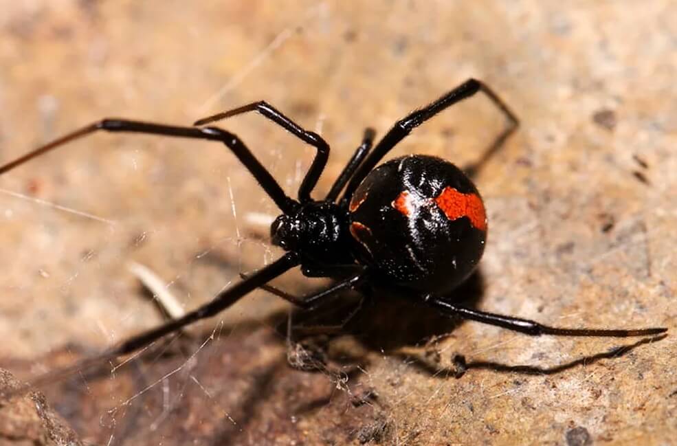 Самые ядовитые пауки Австралии. Черная вдова Latrodectus hasselti. Фото.