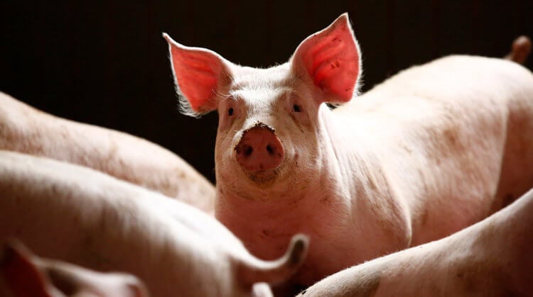 Что представляет собой аналог почки внутри свиного эмбриона? Прежде чем имплантировать развивающиеся эмбрионы суррогатным свиноматкам, исследователи выращивали химеры в условиях, подходящих для развития как клеток человека, так и клеток свиньи. Фото.