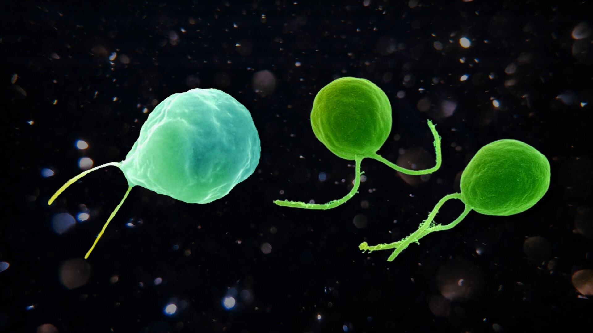 Почему сперматозоиды нарушают закон Ньютона. Водоросли Chlamydomonas обладают двумя жгутиками. Фото.