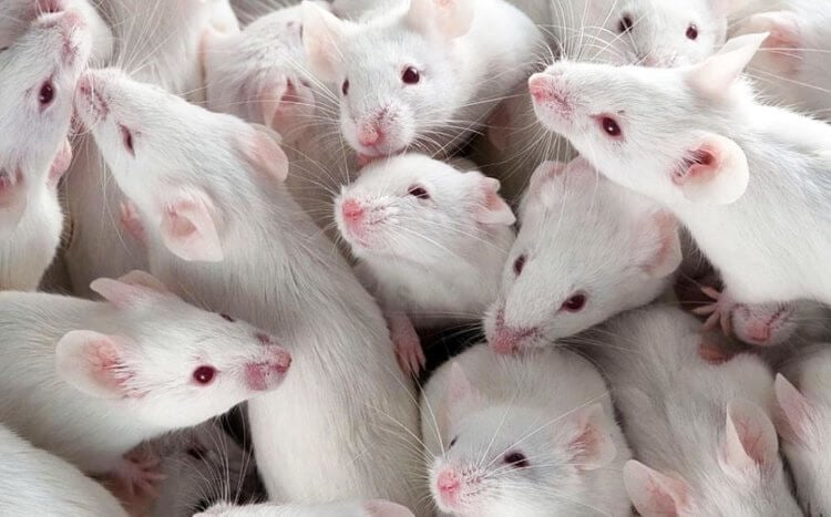 «Утопия» с каннибализмом. Во время эксперимента мыши начали уничтожать друг друга. Фото.