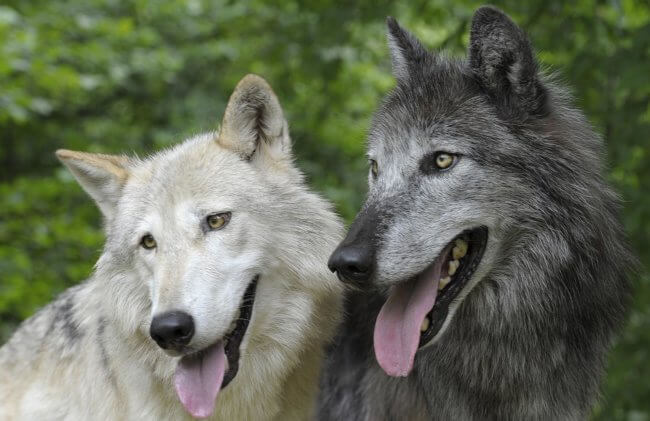 Кто умнее — собаки или волки? Фото.